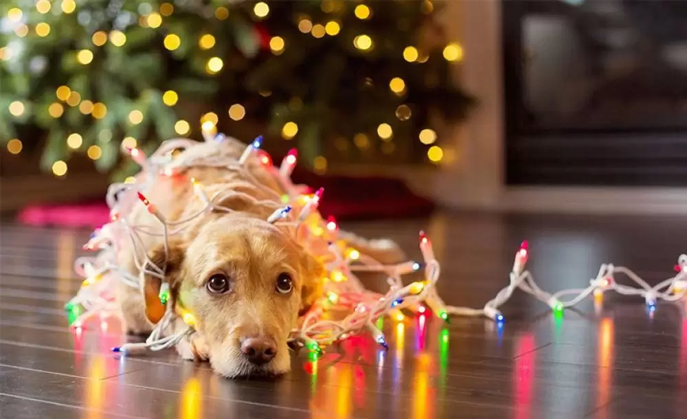 Consejos para una navidad con mascotas